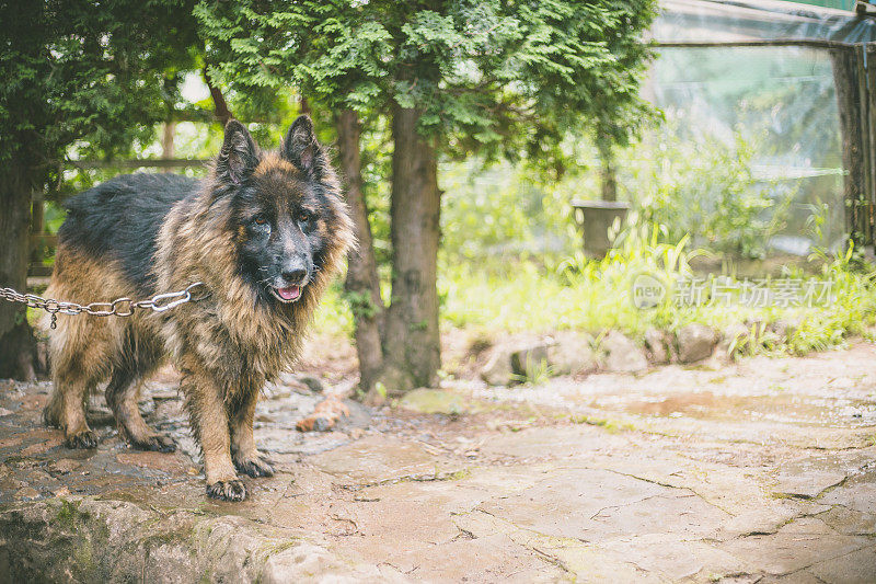 美丽的德国牧羊犬(阿尔萨斯)户外