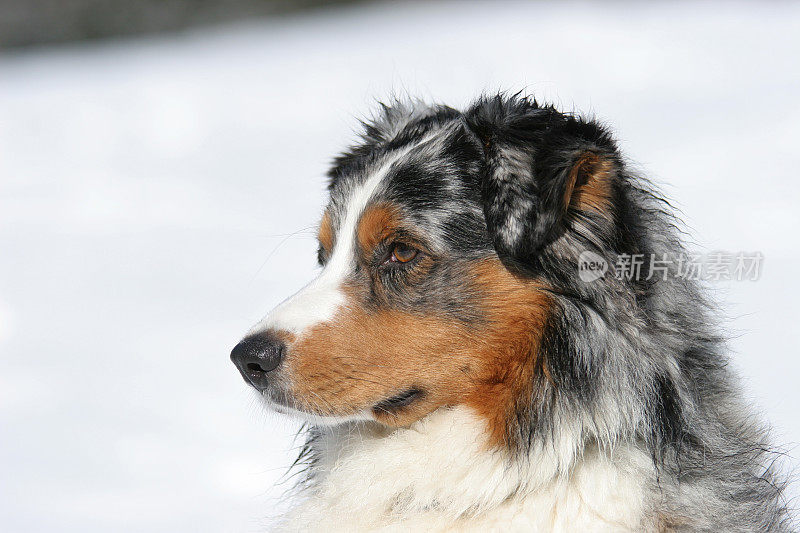 澳大利亚牧羊犬