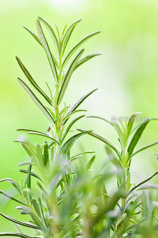 迷迭香植物的特写