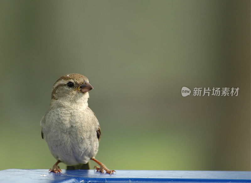 麻雀休息