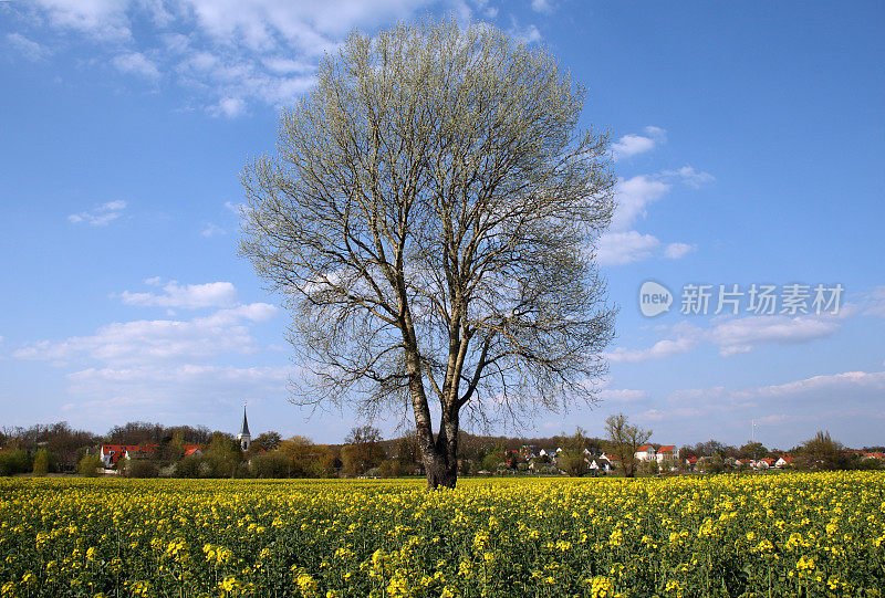 田间的树