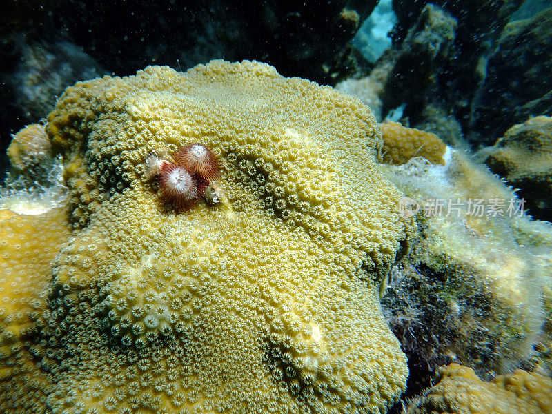 珊瑚虫和扇形虫