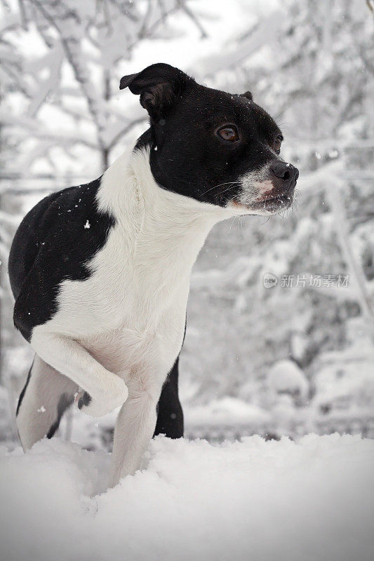 雪地里的“小猎犬”