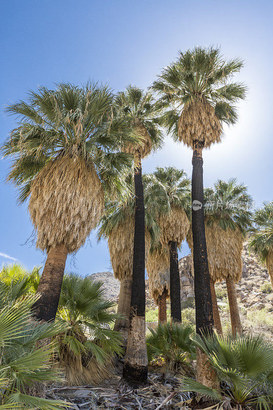 加州乔舒亚树国家公园的加州扇棕榈