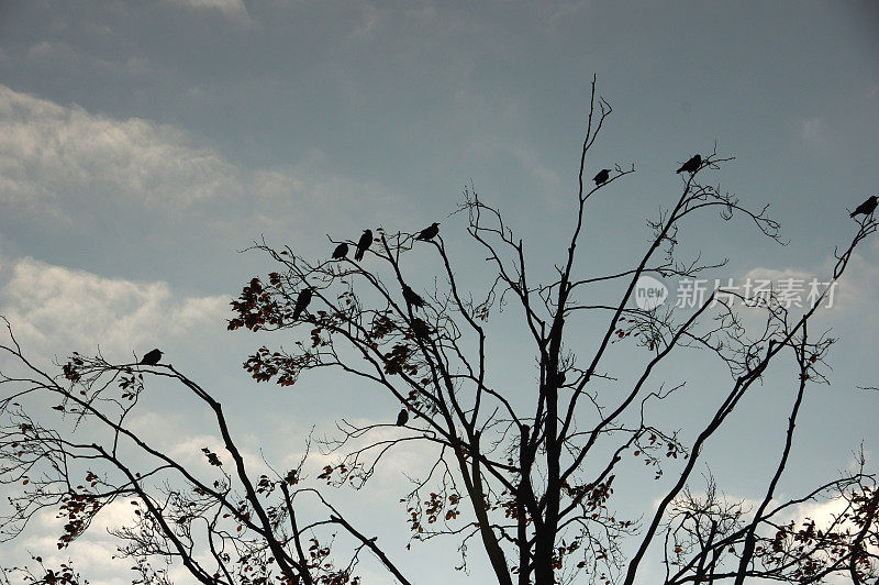 乌鸦在树上