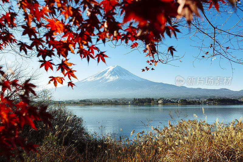 富士山和夸口湖和日本枫树