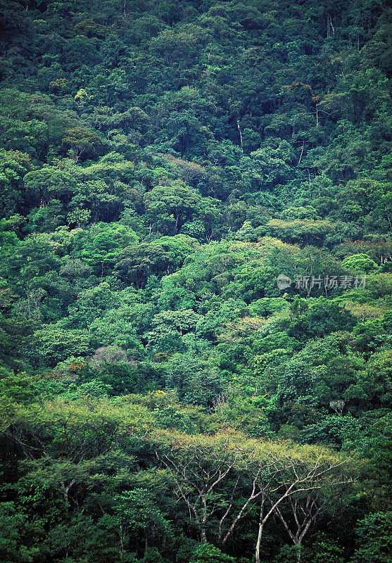 大西洋雨林