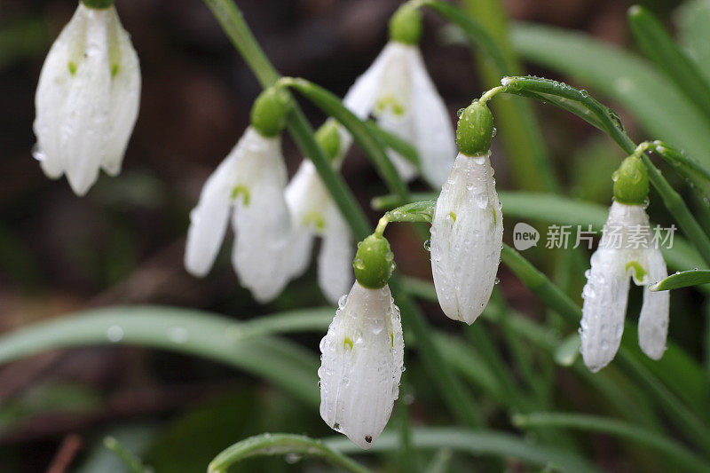 雪花莲