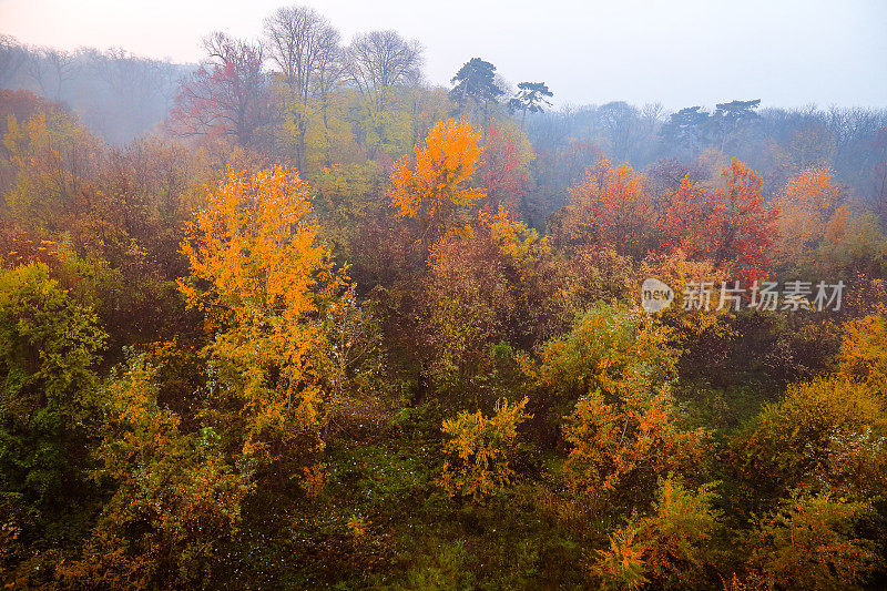 高角度的观点在秋天的颜色森林