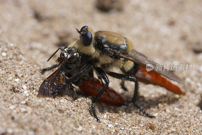 吞食黄蜂的强盗蝇