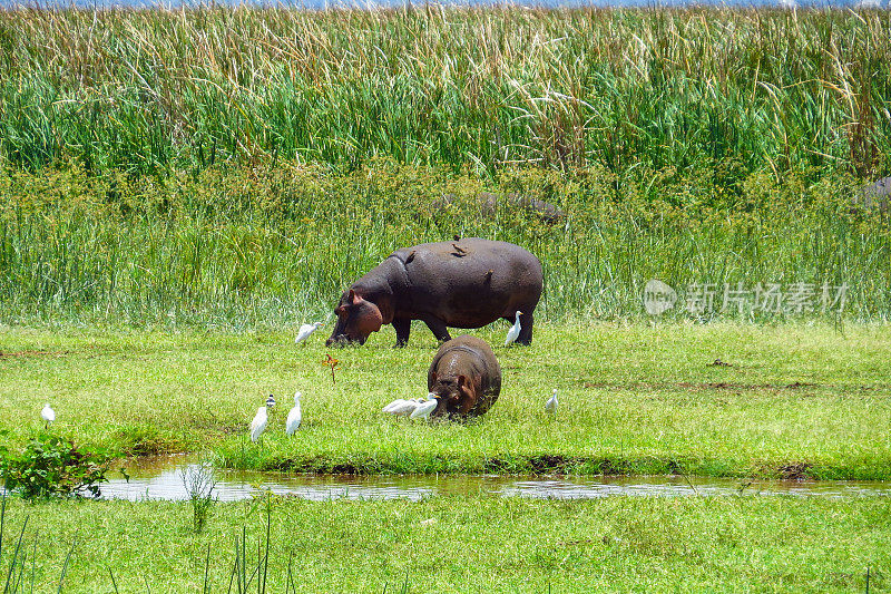 非洲的野生动物…马亚拉湖国家公园的河马