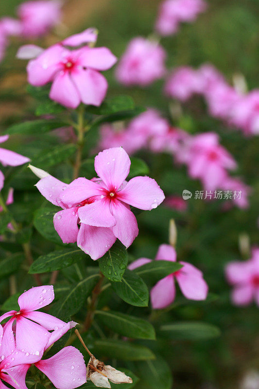 常绿植物长春花花