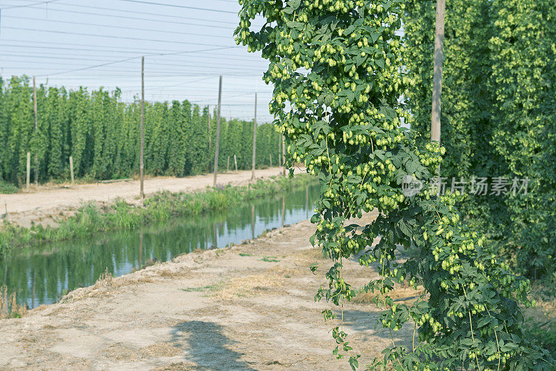 亚基马山谷农业运河旁的啤酒花田