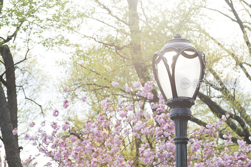 经典的纽约中央公园灯柱与春天的樱花细节