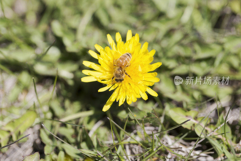 蜜蜂在黄色的蒲公英上