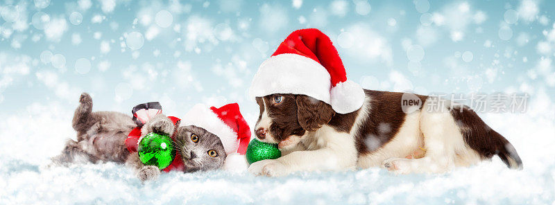 圣诞小狗和小猫在雪中