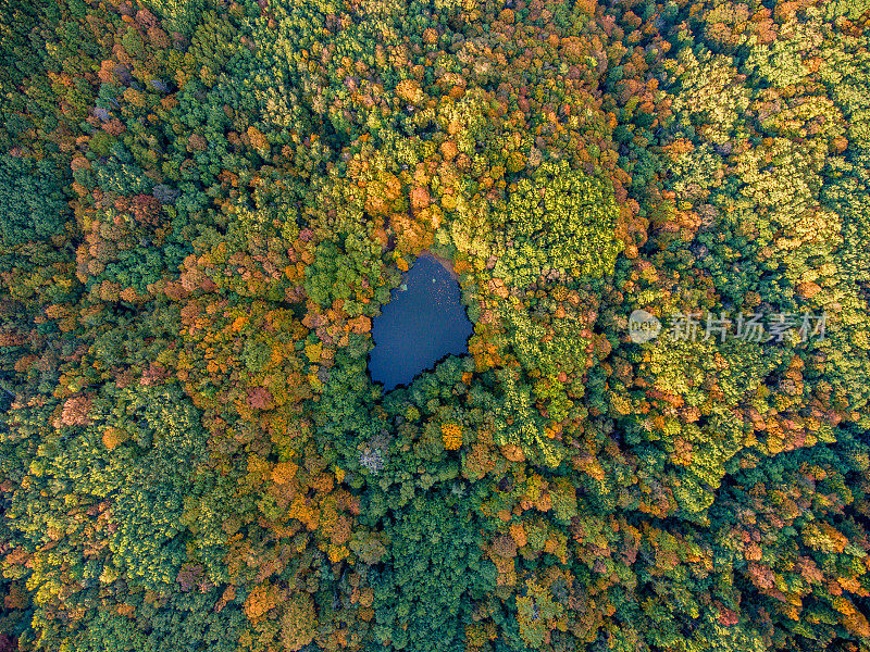 空中俯视图。秋天的风景。野生森林湖。