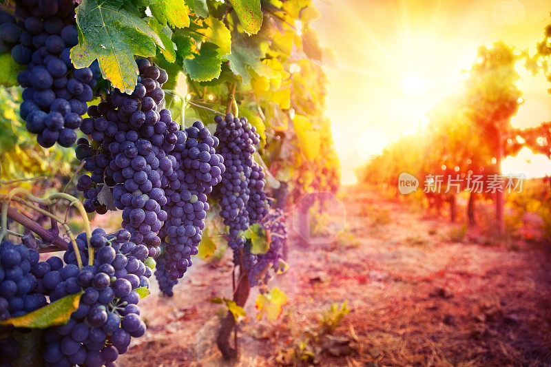 日落时分，葡萄园里满是成熟的葡萄