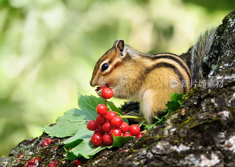 花栗鼠吃荚果。