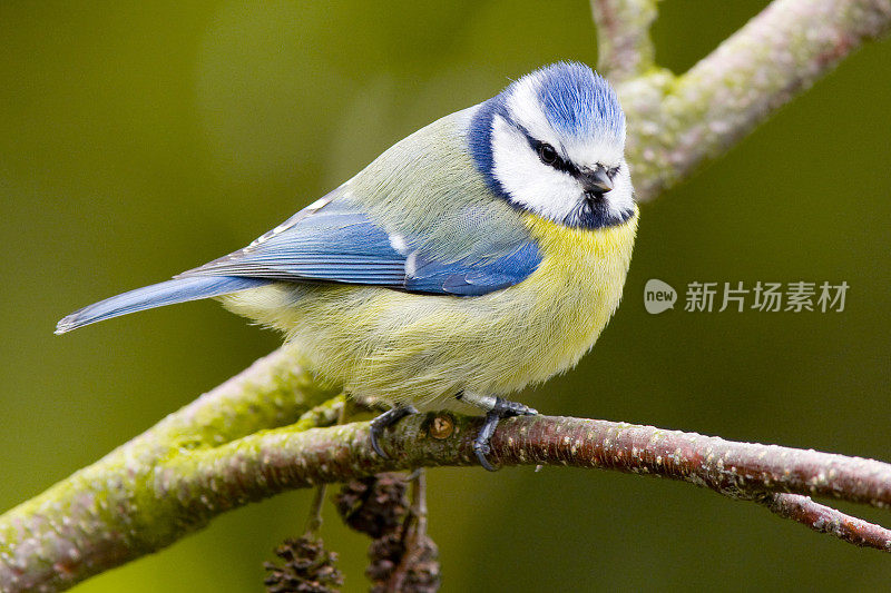 蓝山雀(青翠鸟)