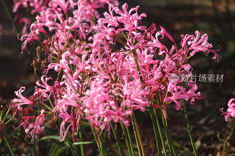 粉红色的海棠花(宝石百合)，秋季花园阳光