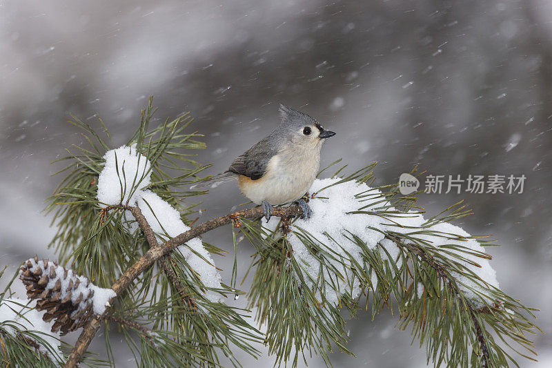 下雪天的绒山雀(绒山雀