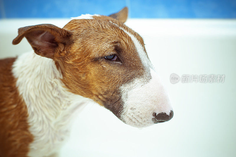 斗牛犬小狗在洗澡