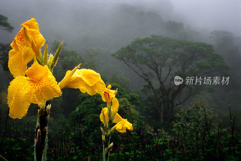 丛林花