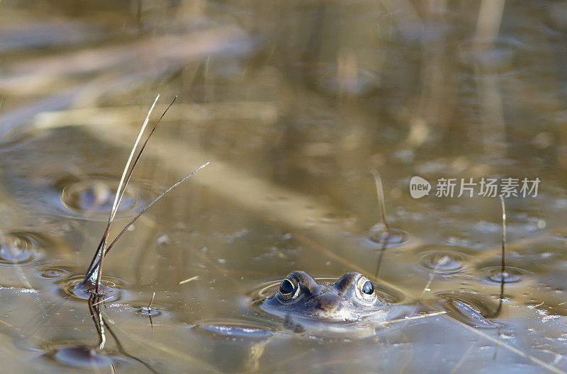 沼泽蛙(蛙蛙)雄性