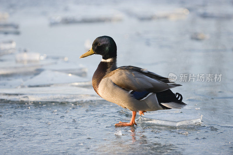 野鸭