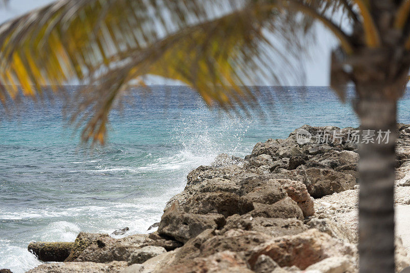 加勒比海，没有焦点的棕榈树