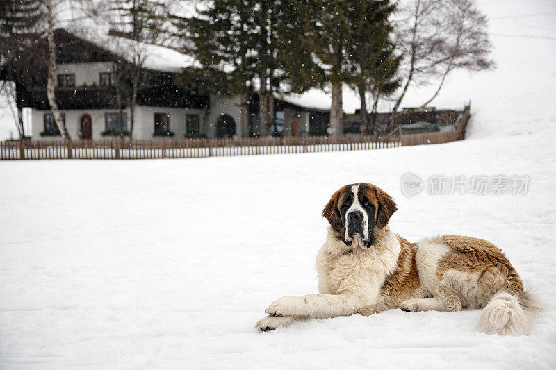 雪中的圣伯纳德狗
