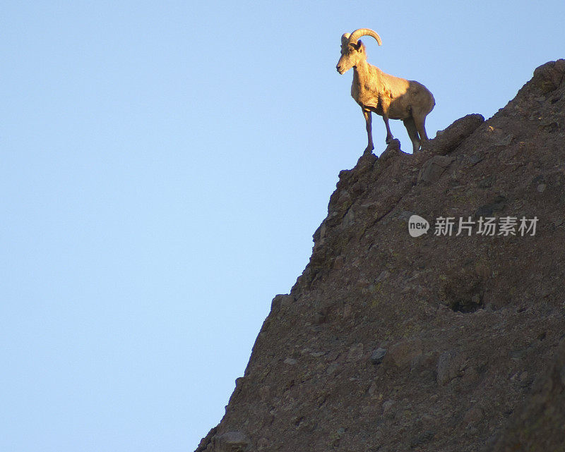 亚利桑那州羊山