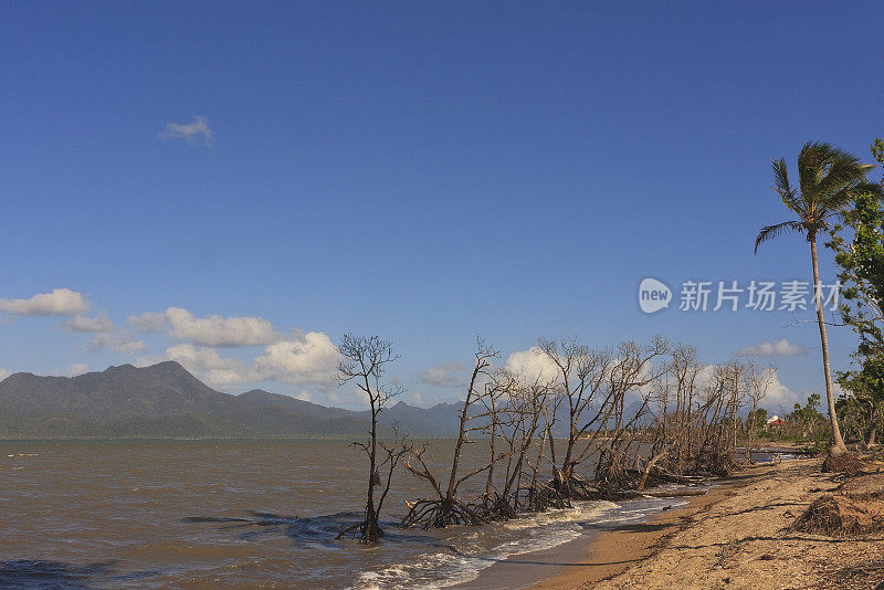 死去的红树林和棕榈树