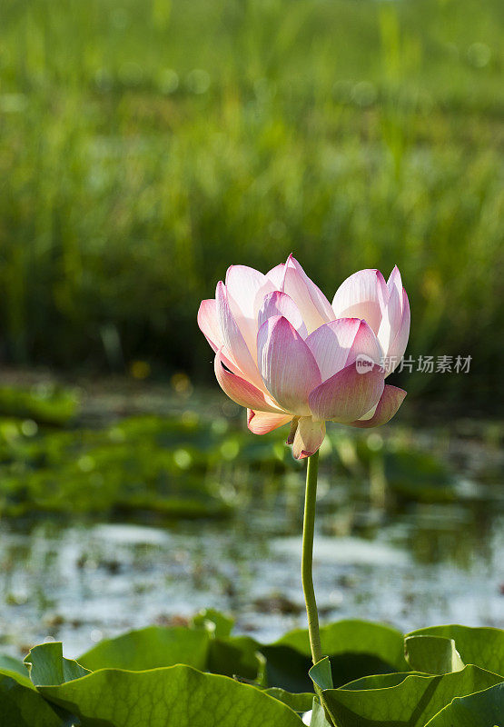 印度斯利那加达尔湖的粉白色莲花