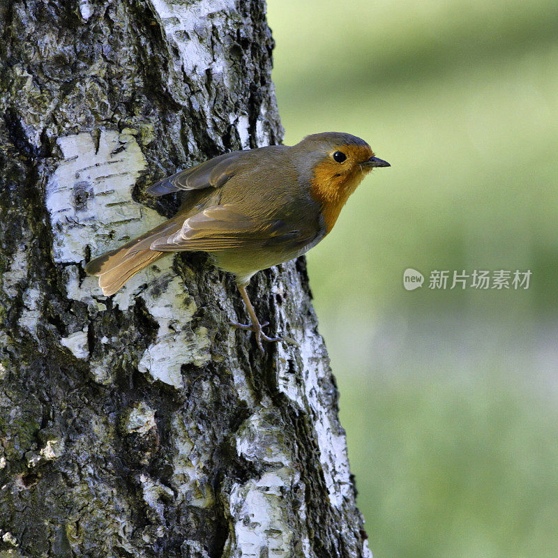 欧洲知更鸟栖息在树干上