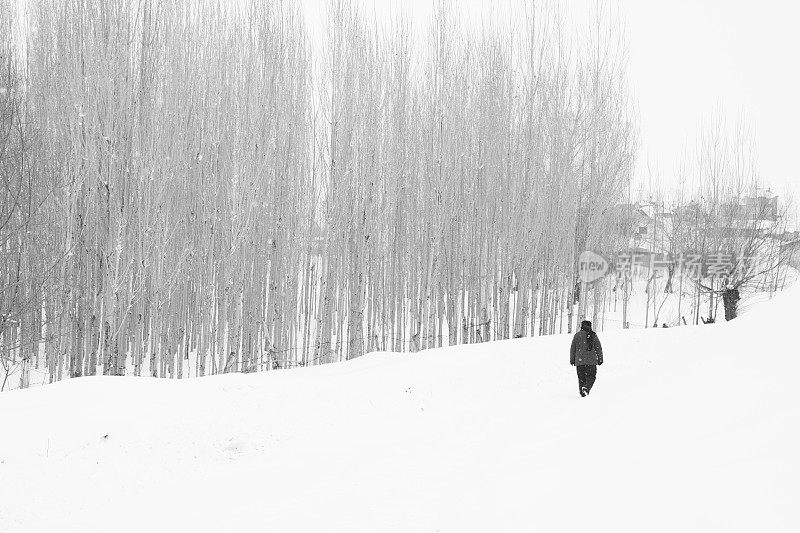 一个女人在大雪中行走，左边是树