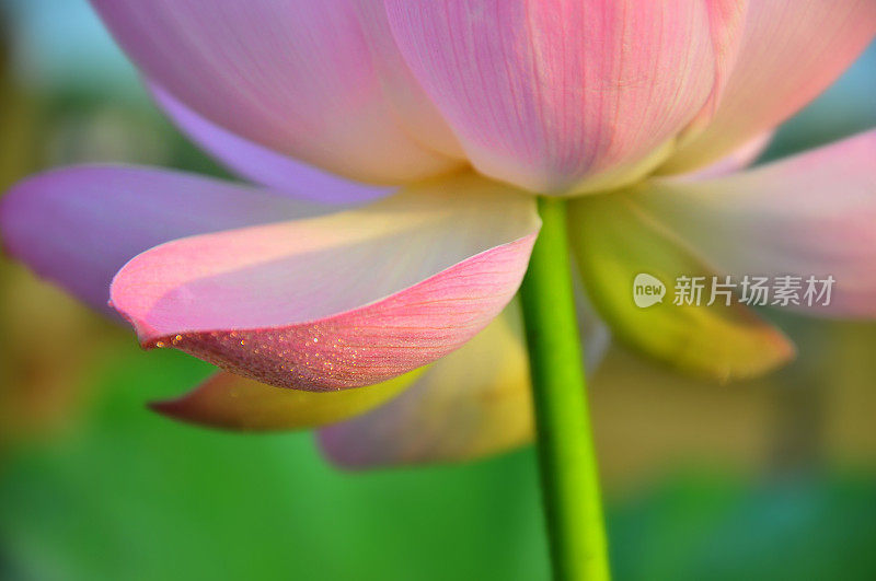 近距离的粉红色荷花花瓣