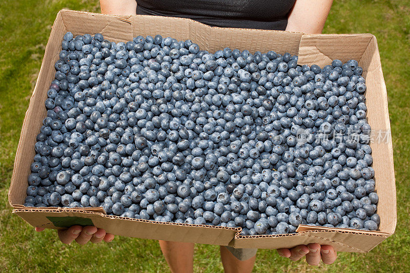 一大盒新鲜采摘的蓝莓