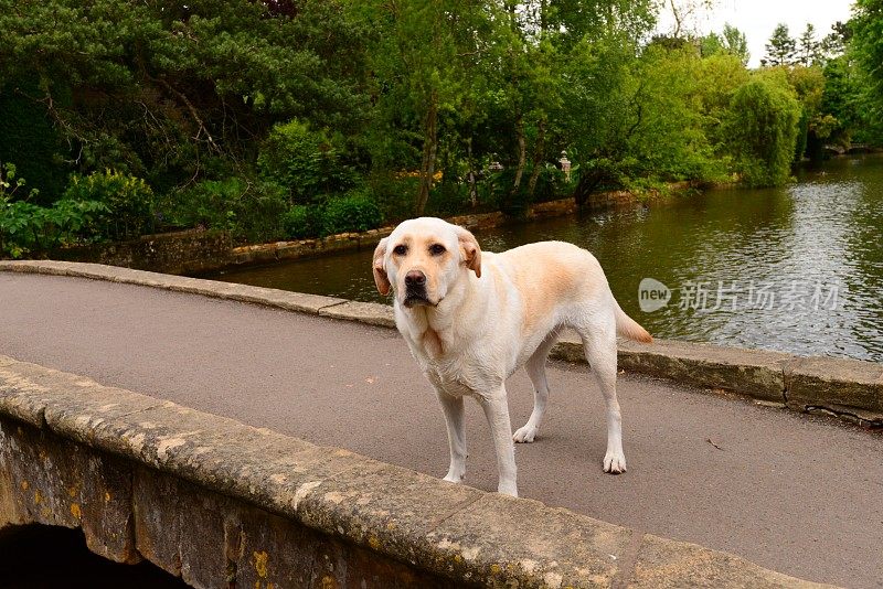 拉布拉多寻回犬