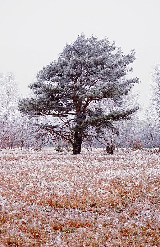 冬季景观松树带霜