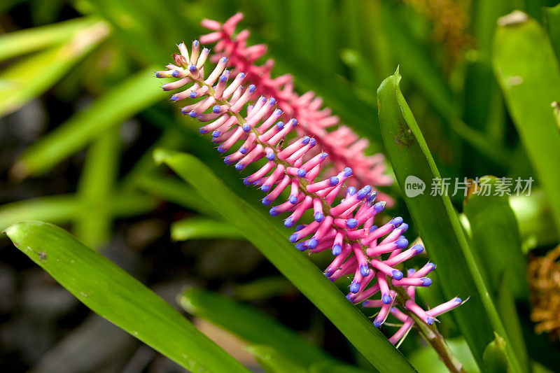 来自拉丁美洲的奇异花朵