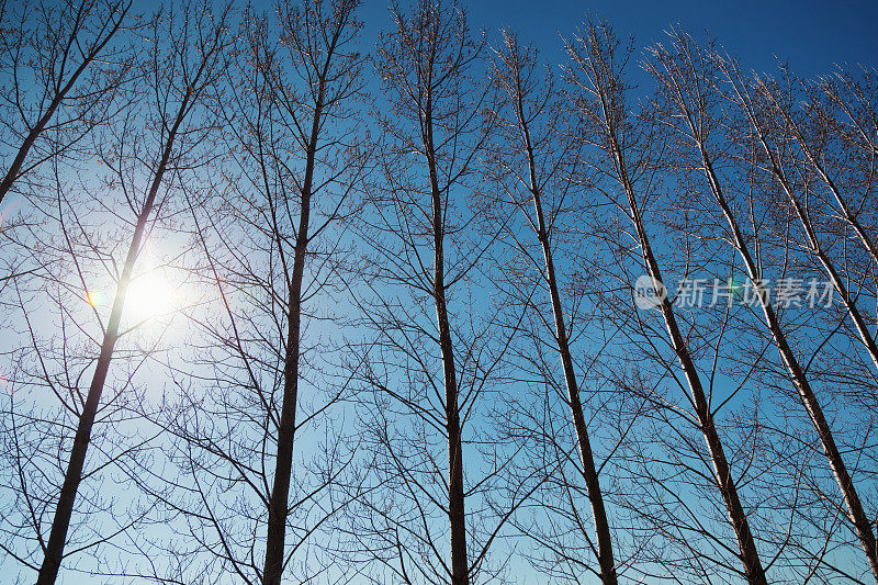 春天的阳光照耀着一排白杨树