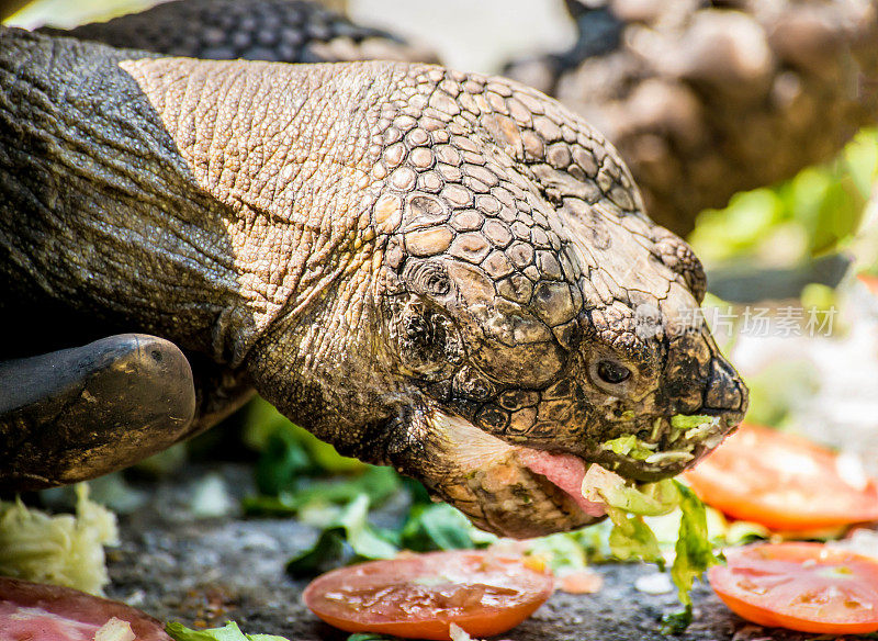 Turtoise喜欢生菜