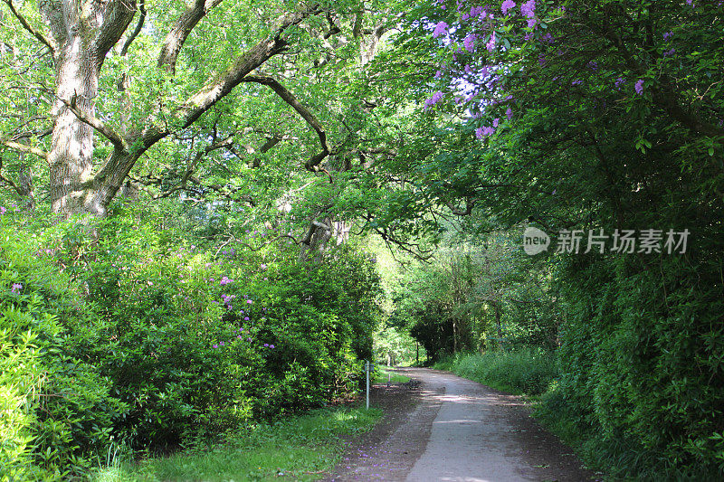 乡村小路的形象，两旁是茂密的树木、树篱、杜鹃花