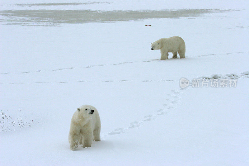 野生北极熊妈妈幼崽行走在哈德逊湾粉雪中