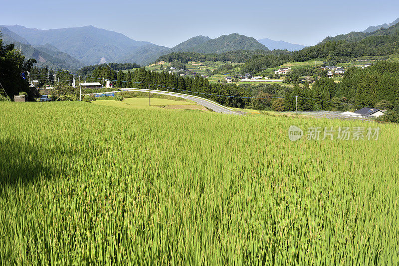 日本的稻田