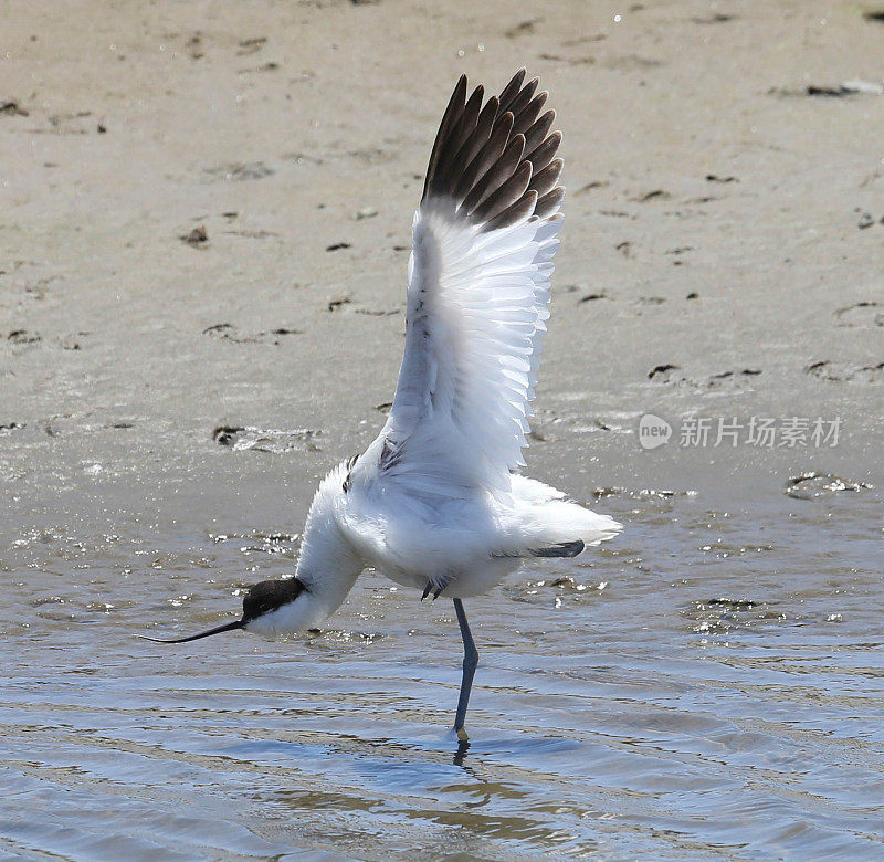 脚Avocet