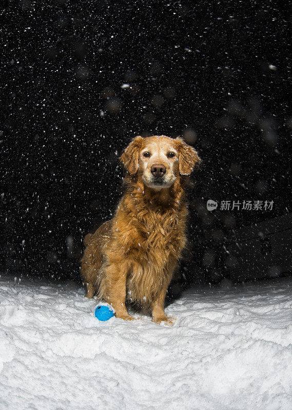 金毛寻回犬站在雪地里