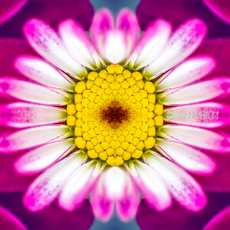 鲜粉红的菊花是花的宏观超现实形状的对称万花筒